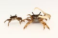 Female and male fiddler crabs (Uca minax) Royalty Free Stock Photo