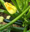 Female & male flower organic zucchini