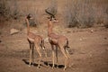 Female and male Gerenuk