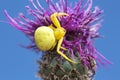 Female and male goldenrod crab-spider, Misumena vatia on thistle Royalty Free Stock Photo