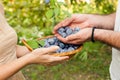 Basket full of plums Royalty Free Stock Photo