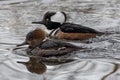 Female and Male Hooded Merganser Royalty Free Stock Photo