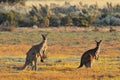 Female, male and joey eastern grey kangaroos Macropus giganteus, Coorong National Park Australia