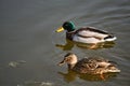 Female and Male mallard duck floating on the lake