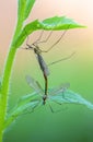 Female and male mosquito nephrotoma mate under a leaf of grass