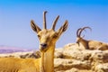 Female and male Nubian Ibex, Makhtesh crater Ramon Royalty Free Stock Photo