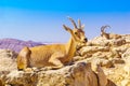 Female and male Nubian Ibex, Makhtesh crater Ramon Royalty Free Stock Photo