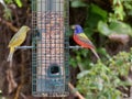 female and male painted buntings on feeder