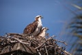 Female and Male pair of osprey bird Pandion haliaetus in a nest Royalty Free Stock Photo