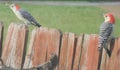 Red Bellied Woodpecker Mated Pair