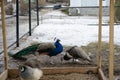 Female and male peacocks - a couple in a zoo