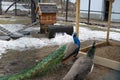 Female and male peacocks - a couple in a zoo