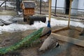 Female and male peacocks in a zoo