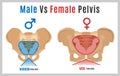 Female Male Pelvis-09