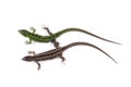 Female and male of sand lizard Lacerta agilis isolated on whit Royalty Free Stock Photo