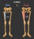 Female and male skeleton differences Royalty Free Stock Photo