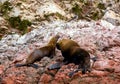 Female and male South American sea lions Otaria flavescens on the beach Royalty Free Stock Photo