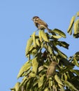 Female and male sparrows together on the tree