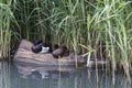A female and male tufted duck sleeping