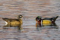 Female and Male Wood Duck Royalty Free Stock Photo