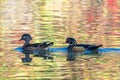 Female and Male Wood Duck Royalty Free Stock Photo