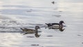 Female and Male Wood duck pair in the lake Royalty Free Stock Photo