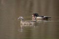 Female and male wood duck Royalty Free Stock Photo