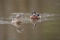 Female and male wood duck Royalty Free Stock Photo