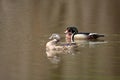 Female and male wood duck Royalty Free Stock Photo