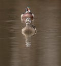Female and male wood duck Royalty Free Stock Photo