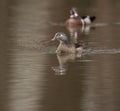 Female and male wood duck Royalty Free Stock Photo