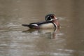 Female and male wood duck Royalty Free Stock Photo