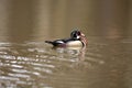 Female and male wood duck Royalty Free Stock Photo