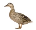 Female Mallard, 1 years old, standing