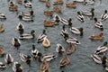 Female mallard Anas platyrhynchos with abnormally light colored plumage among birds with standard plumage