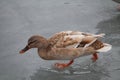 Female mallard Anas platyrhynchos with abnormally light colored plumage