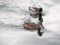 Female mallard Anas platyrhynchos being chased by a male duck while swimming in a calm river Royalty Free Stock Photo