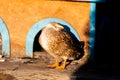 Female mallard Anas Platyrhynchos cleans feathers at sunset. A bird house made of wood slabs is built on the shore of the pond Royalty Free Stock Photo