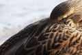 Female Mallard, Anas platyrhynchos, close up of a resting bird