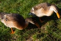 Female mallard Anas Platyrhynchos on the grass on the shore of a pond or lake. These ducks are the most famous and widespread Royalty Free Stock Photo