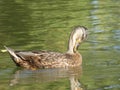 Female Mallard Anas platyrhynchos, or Mallard Duck in Canada, scratching with its beak