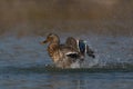 Female mallard (Anas platyrhynchos)