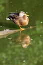 Female Mallard and Reflection in Water Royalty Free Stock Photo