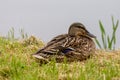 Female mallard Anas platyrhynchos resting next to a lake