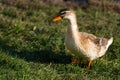 Female mallard Anas Platyrhynchos stands on the grass on the shore of a pond or lake and looks into the camera with her head Royalty Free Stock Photo