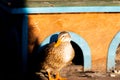 Female mallard Anas Platyrhynchos stands on the wood grating on sunset. A bird house made of wood slabs is built on the shore of Royalty Free Stock Photo