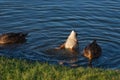 Female mallard Anas Platyrhynchos swim near the shore of a pond or lake. One of the ducks funny dove in the water. These ducks are Royalty Free Stock Photo