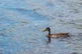 Female mallard Anas Platyrhynchos swims on a surface of forest lake. This is the most famous and common wild duck species Royalty Free Stock Photo