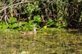 Female Mallard Royalty Free Stock Photo