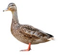 Female Mallard with clipping path, standing in front of isolated on white background Royalty Free Stock Photo